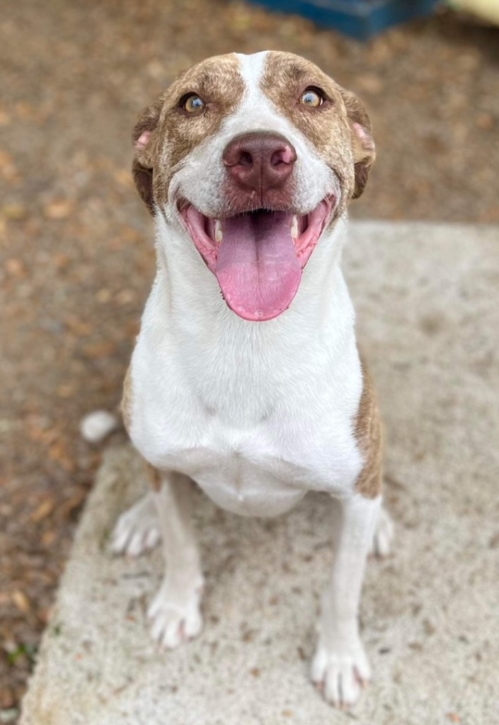 JADA, an adoptable Australian Cattle Dog / Blue Heeler, Anatolian Shepherd in Lemoore, CA, 93245 | Photo Image 6