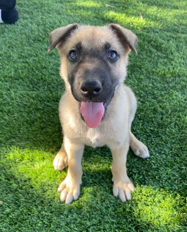 Spike, an adopted German Shepherd Dog & Akita Mix in San Bernardino, CA_image-1