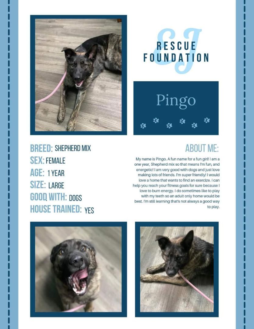 Pingo, an adoptable Shepherd in Airdrie, AB, T4A 2H6 | Photo Image 5
