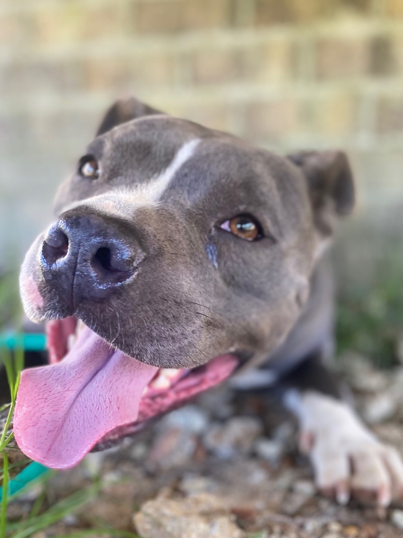 Blue , an adoptable Pit Bull Terrier in Saucier, MS, 39574 | Photo Image 1