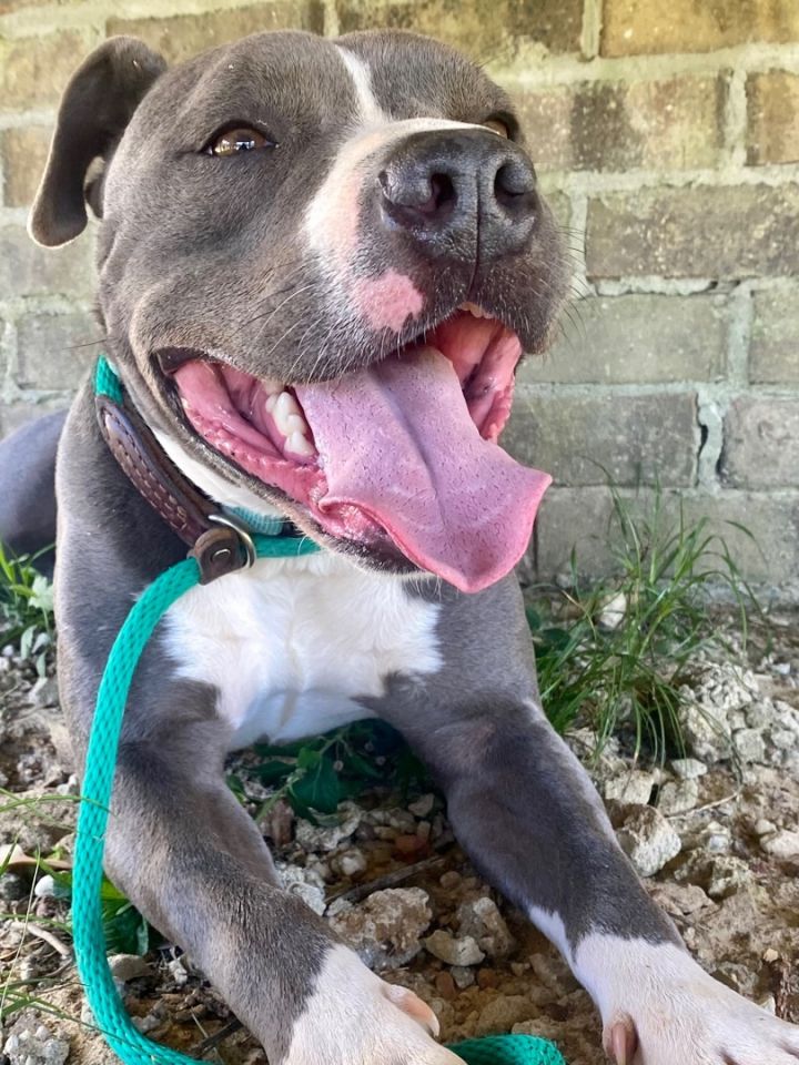 Dog for adoption Blue , a Pit Bull Terrier in Saucier, MS Petfinder