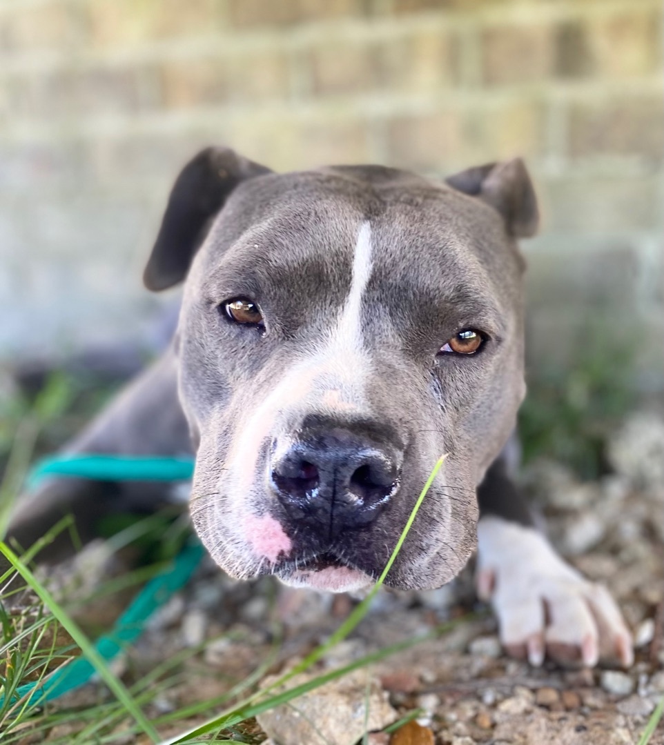 Blue , an adoptable Pit Bull Terrier in Saucier, MS, 39574 | Photo Image 3