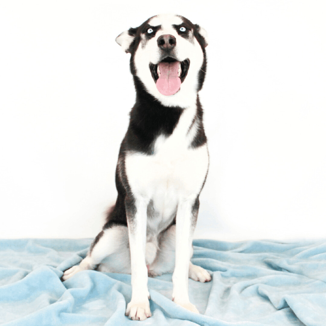 Chipper, an adoptable Husky in Clovis, CA, 93611 | Photo Image 2