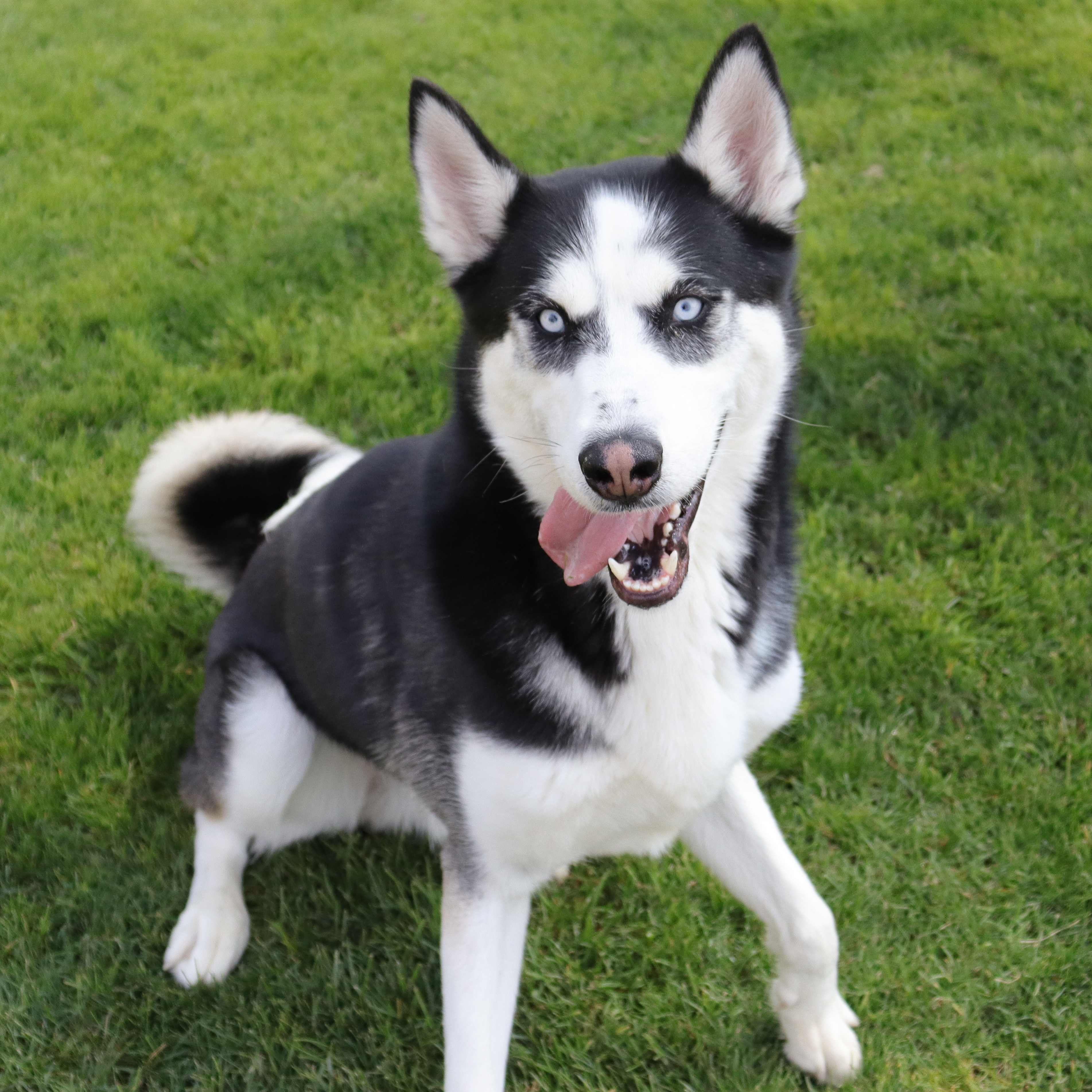 Chipper, an adoptable Husky in Clovis, CA, 93611 | Photo Image 3