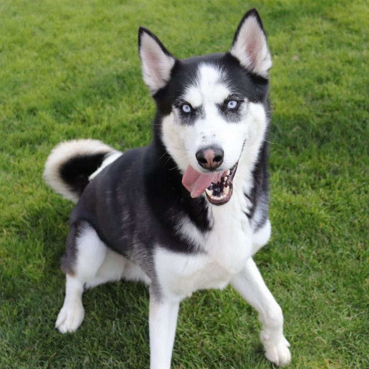 Chipper, an adoptable Husky Mix in Clovis, CA_image-3