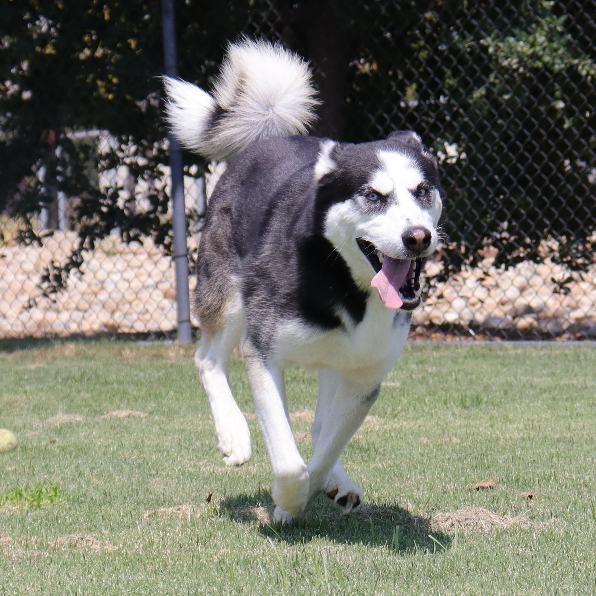 Chipper, an adoptable Husky in Clovis, CA, 93611 | Photo Image 4