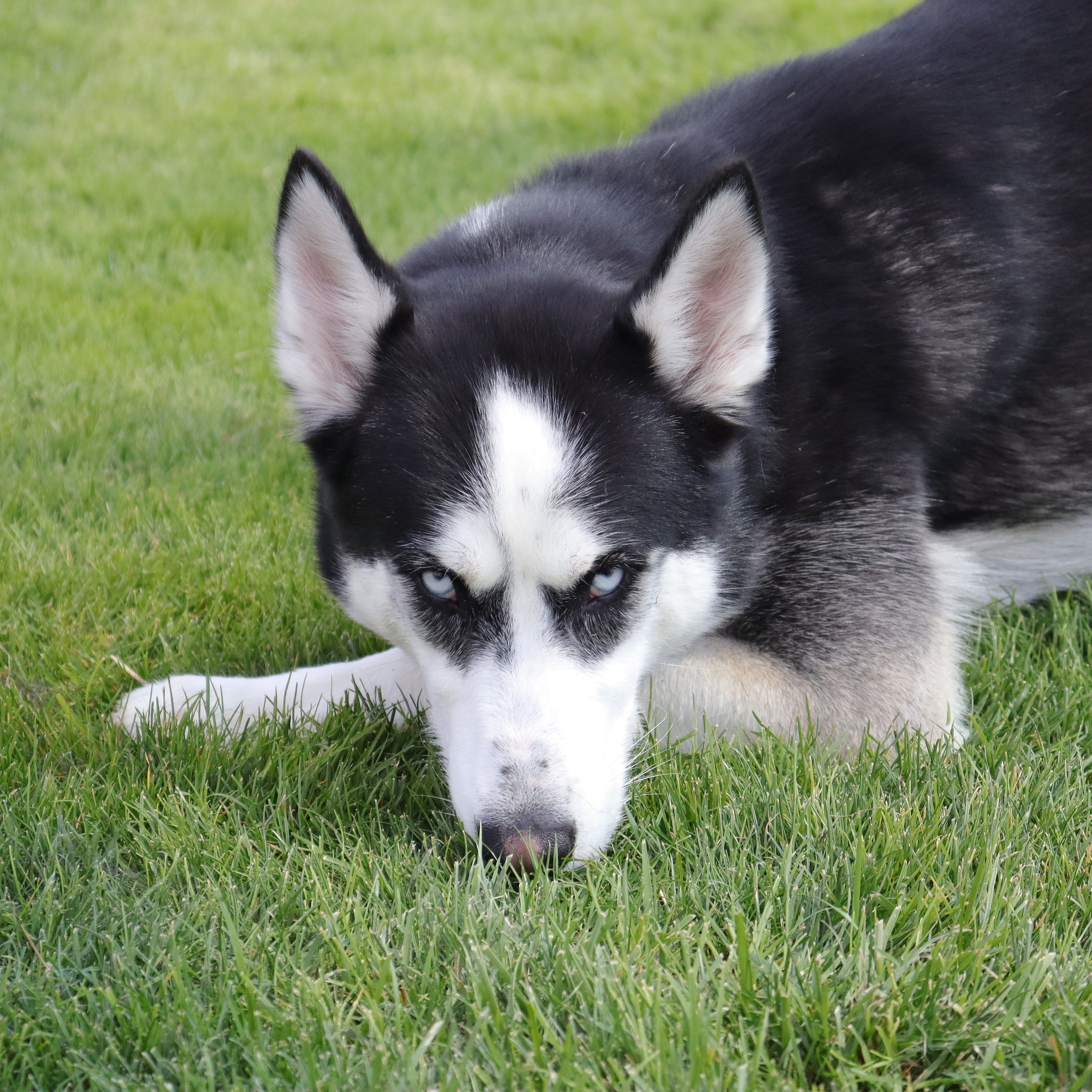 Chipper, an adoptable Husky in Clovis, CA, 93611 | Photo Image 5