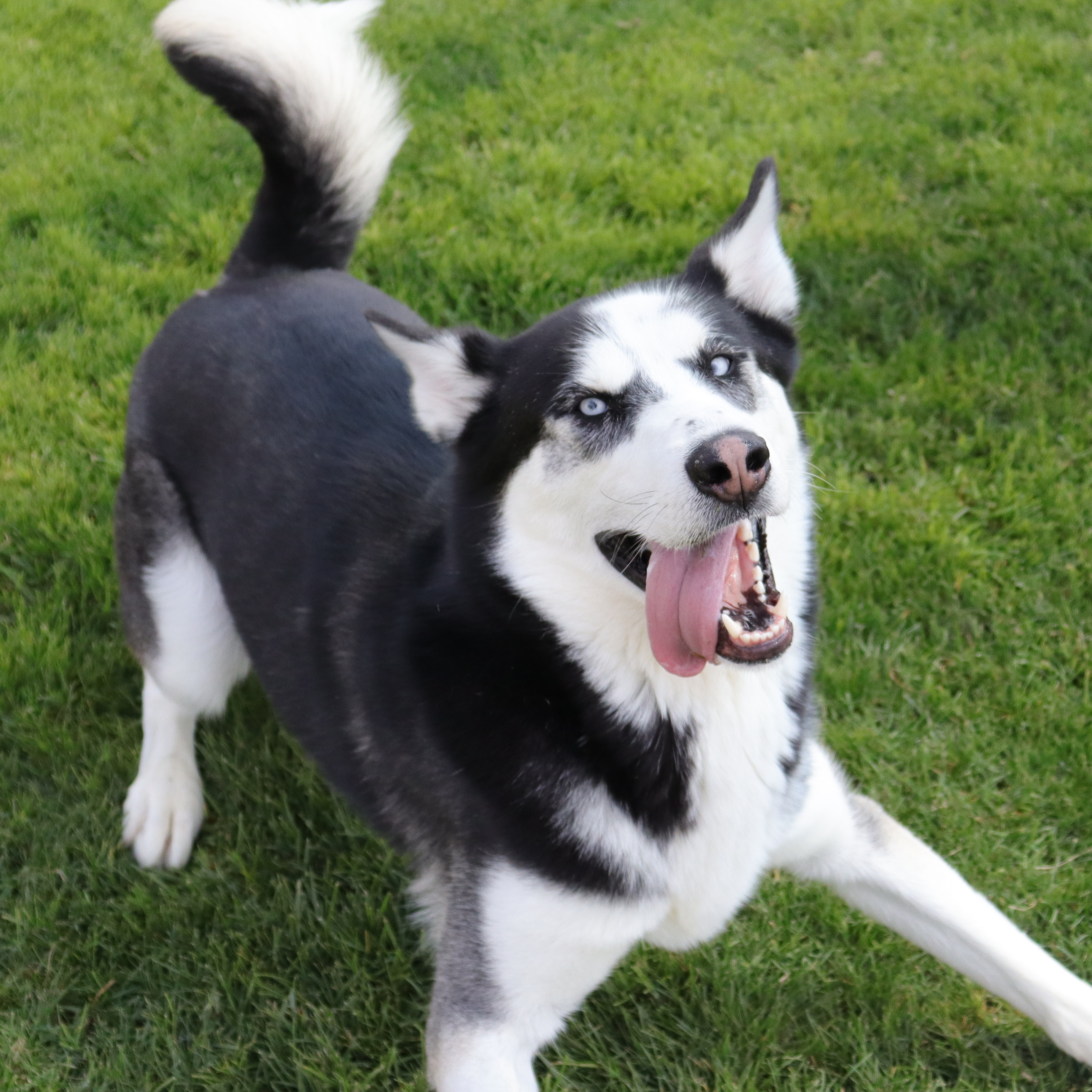 Chipper, an adoptable Husky in Clovis, CA, 93611 | Photo Image 6