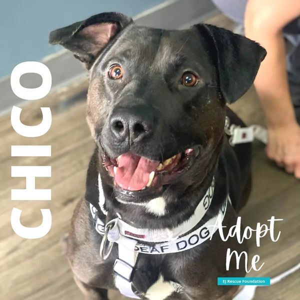 Chico, an adoptable Mixed Breed in Airdrie, AB, T4A 2H6 | Photo Image 1