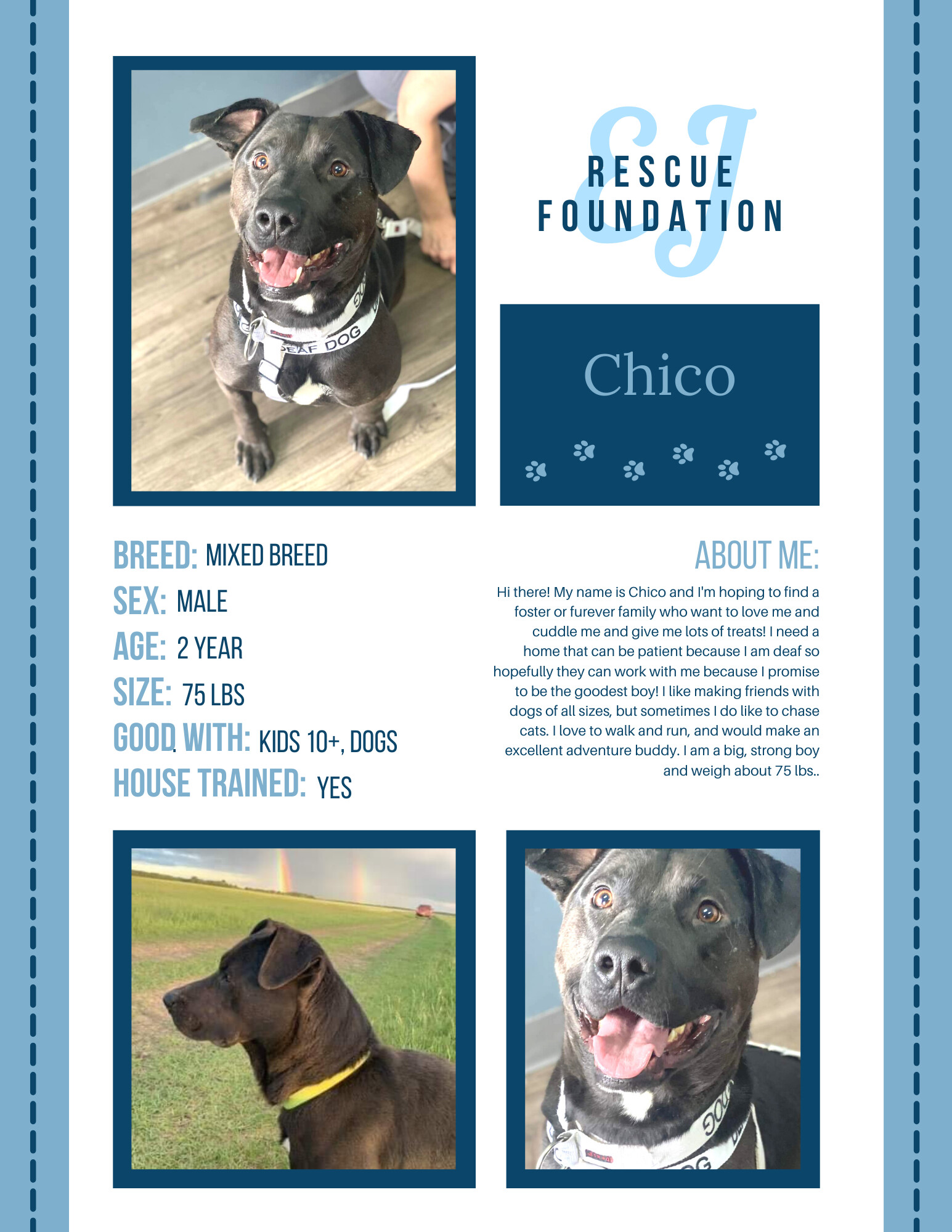 Chico, an adoptable Mixed Breed in Airdrie, AB, T4A 2H6 | Photo Image 5