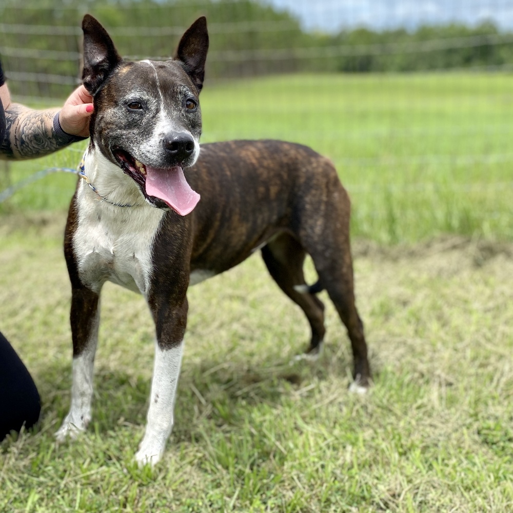 Daisy, an adoptable American Staffordshire Terrier, Akita in Saint Augustine, FL, 32084 | Photo Image 2