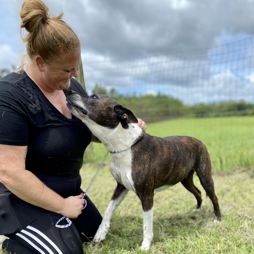 Daisy, an adoptable American Staffordshire Terrier, Akita in Saint Augustine, FL, 32084 | Photo Image 3