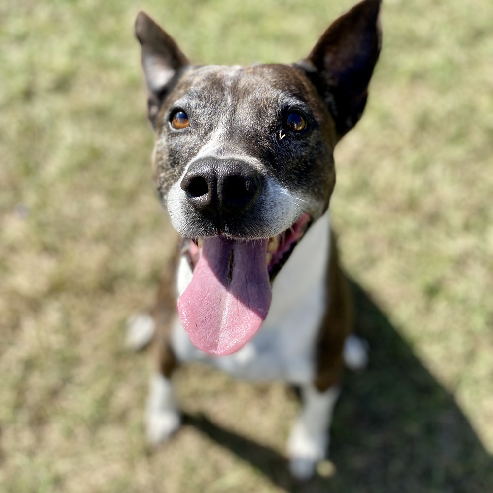 Daisy, an adoptable American Staffordshire Terrier, Akita in Saint Augustine, FL, 32084 | Photo Image 4