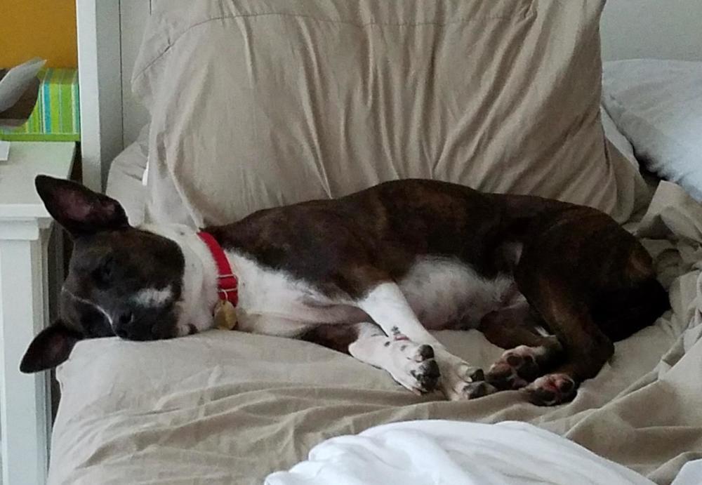 Daisy, an adoptable American Staffordshire Terrier, Akita in Saint Augustine, FL, 32084 | Photo Image 5