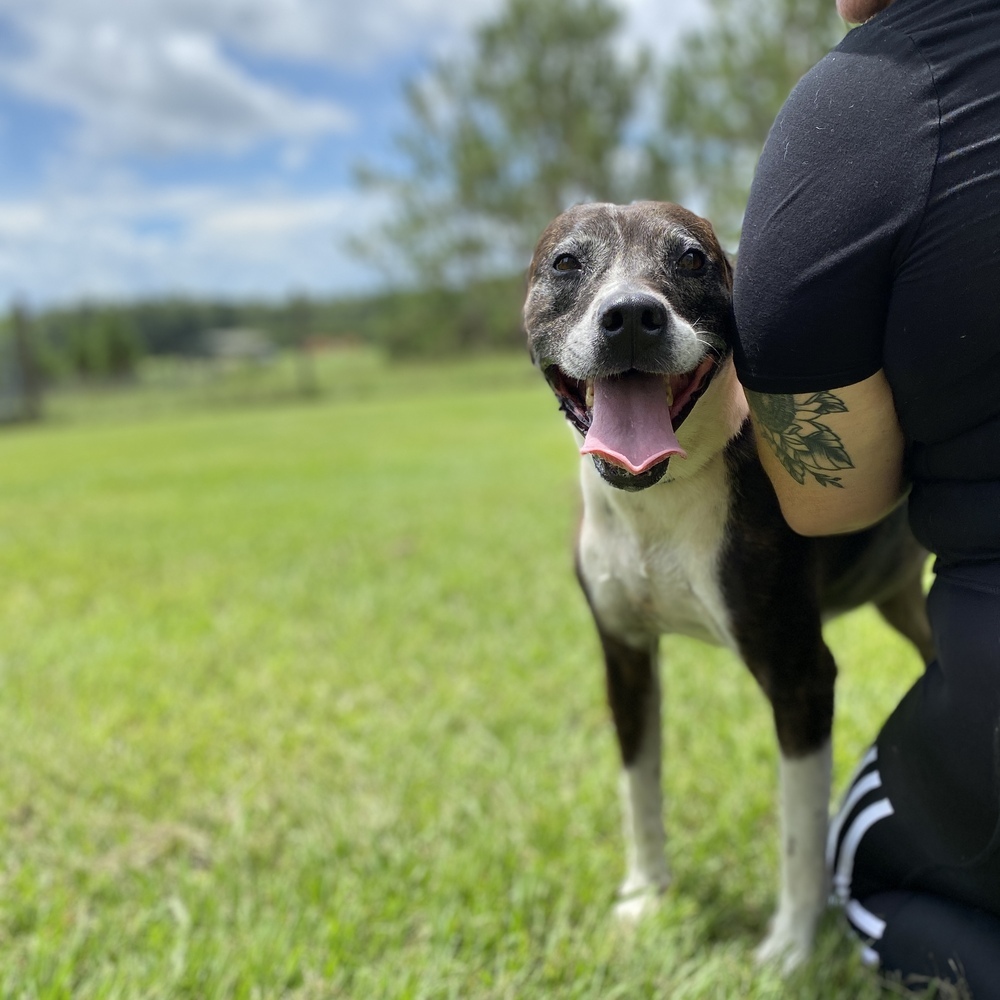 Daisy, an adoptable American Staffordshire Terrier, Akita in Saint Augustine, FL, 32084 | Photo Image 6