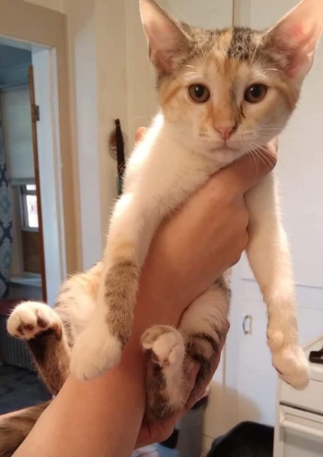 Cat for adoption Shy , a Domestic Short Hair in Mount Pleasant, PA