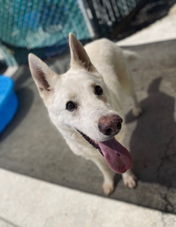 Luke, an adoptable German Shepherd Dog in Sonora, CA, 95370 | Photo Image 1