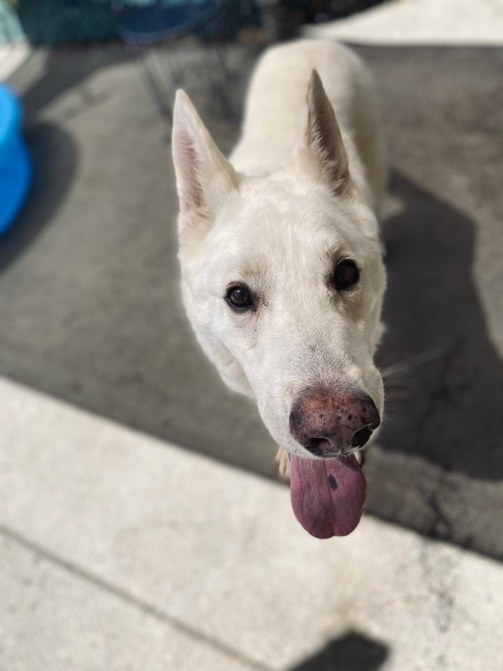 Luke, an adoptable German Shepherd Dog in Sonora, CA, 95370 | Photo Image 2