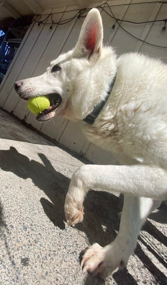 Luke, an adoptable German Shepherd Dog in Sonora, CA, 95370 | Photo Image 3
