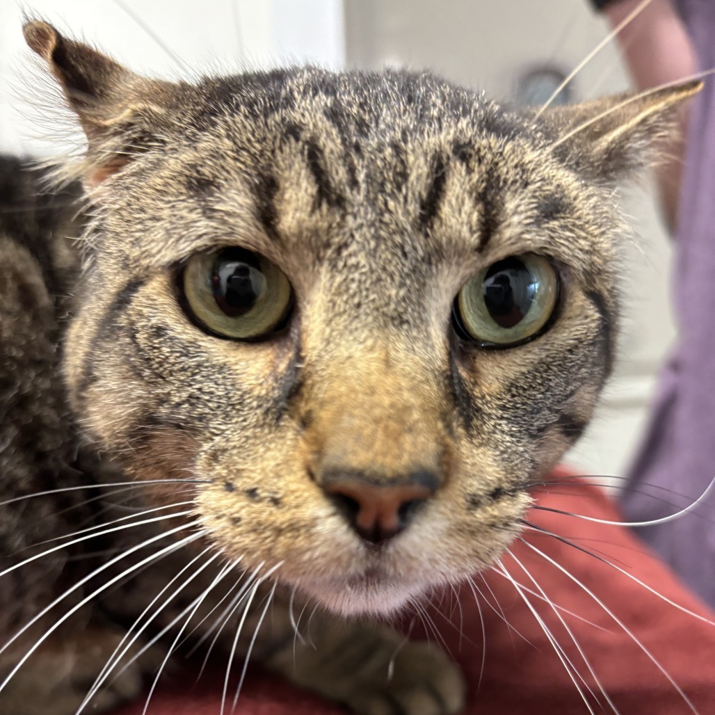 Big Gregg, an adoptable Domestic Short Hair in Springfield, IL, 62702 | Photo Image 1