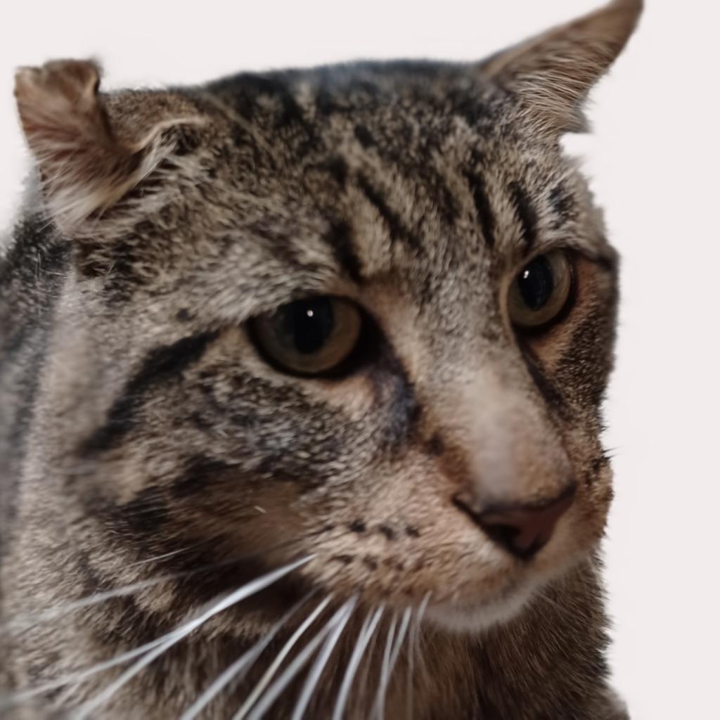 Big Gregg, an adoptable Domestic Short Hair in Springfield, IL, 62702 | Photo Image 2