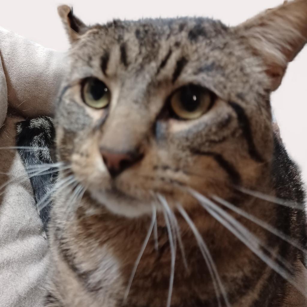 Big Gregg, an adoptable Domestic Short Hair in Springfield, IL, 62702 | Photo Image 3