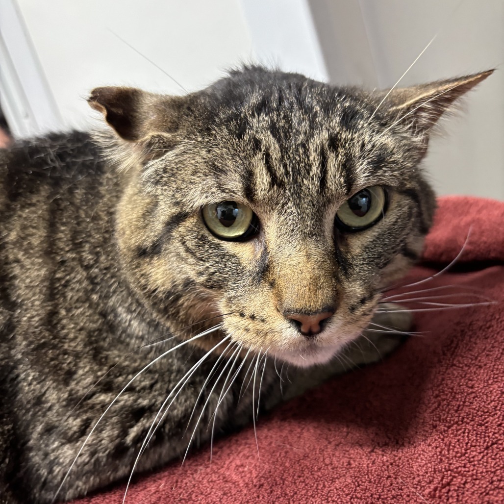 Big Gregg, an adoptable Domestic Short Hair in Springfield, IL, 62702 | Photo Image 4