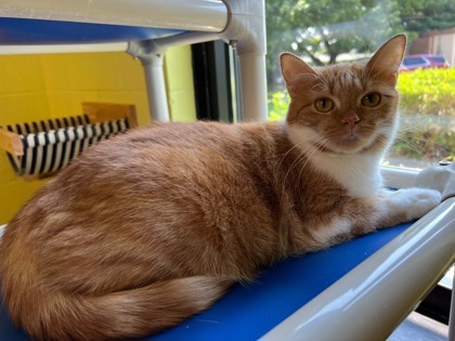Mango, an adoptable Domestic Short Hair in Louisville, KY_image-1