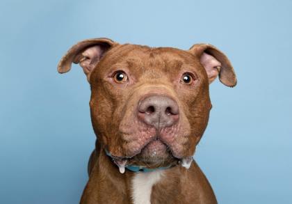 Partner, an adoptable Pit Bull Terrier Mix in Louisville, KY_image-3