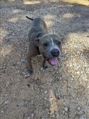 LEBRON's profile on Petfinder.com