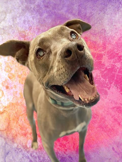 OLIVIA*, an adoptable Pit Bull Terrier in Tucson, AZ, 85745 | Photo Image 1