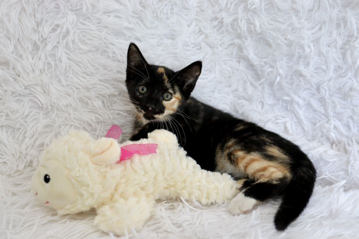 Juno, an adopted Domestic Short Hair & Calico Mix in Saint Augustine, FL_image-2