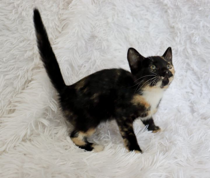 Juno, an adopted Domestic Short Hair & Calico Mix in Saint Augustine, FL_image-5