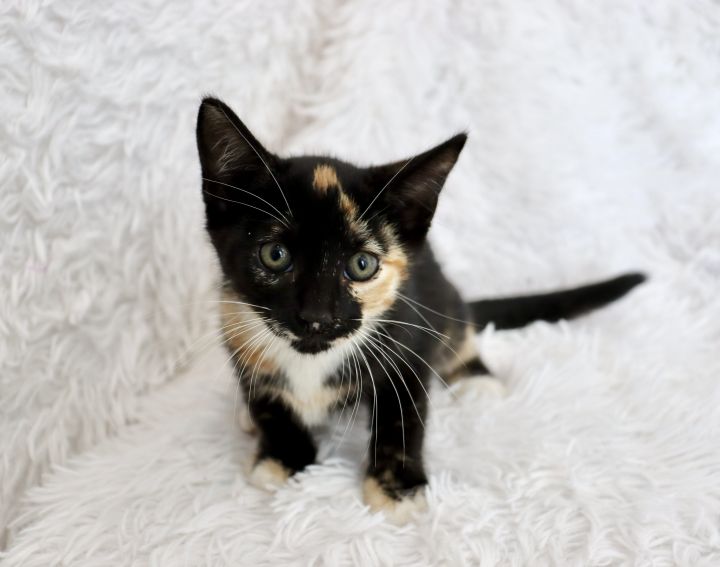 Juno, an adopted Domestic Short Hair & Calico Mix in Saint Augustine, FL_image-6