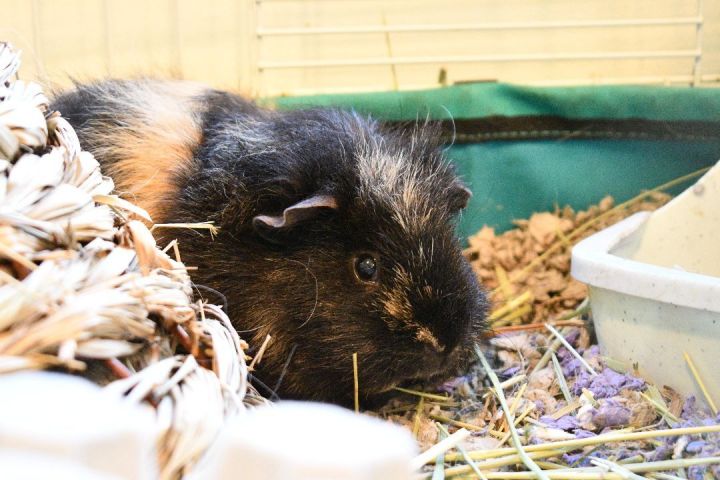 Oreo & Tiger, an adoptable Guinea Pig in Bellingham, WA_image-3