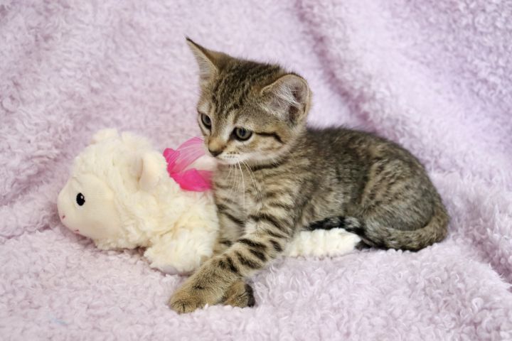 Artemis, an adopted Domestic Short Hair & Tabby Mix in Saint Augustine, FL_image-1