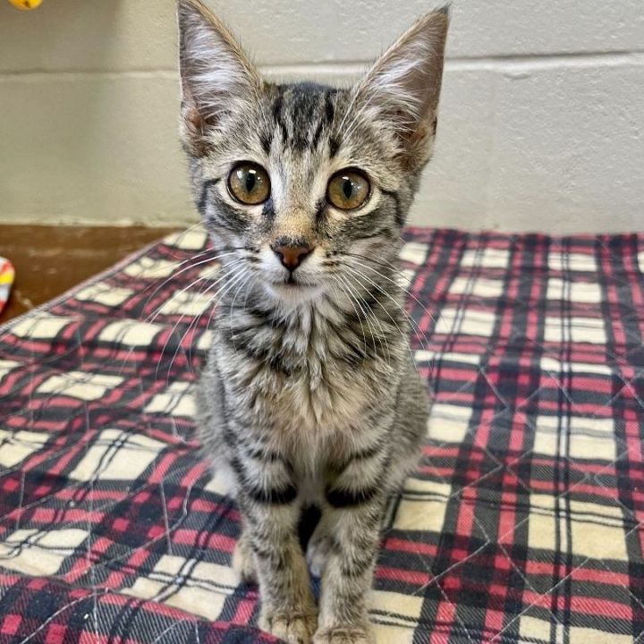 Lovey, an adoptable Domestic Short Hair in Carencro, LA_image-1