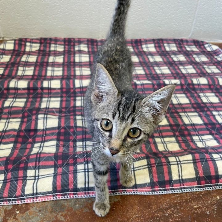 Lovey, an adopted Domestic Short Hair in Carencro, LA_image-5