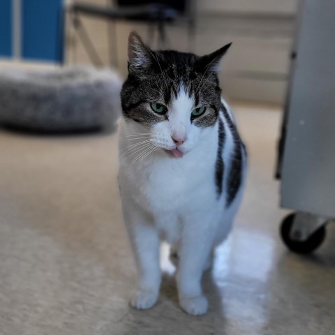 Noodles, an adoptable Domestic Short Hair in Milford, IA, 51351 | Photo Image 1