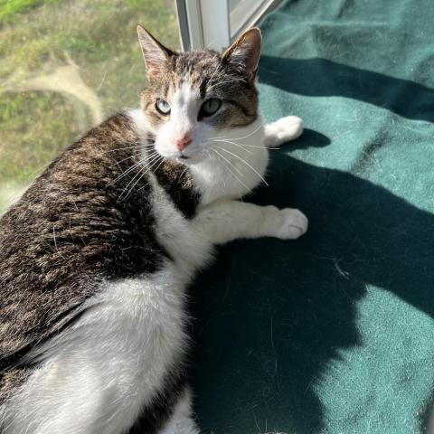 Noodles, an adoptable Domestic Short Hair in Milford, IA, 51351 | Photo Image 2