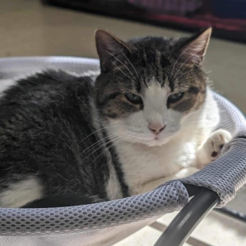 Noodles, an adoptable Domestic Short Hair in Milford, IA, 51351 | Photo Image 3