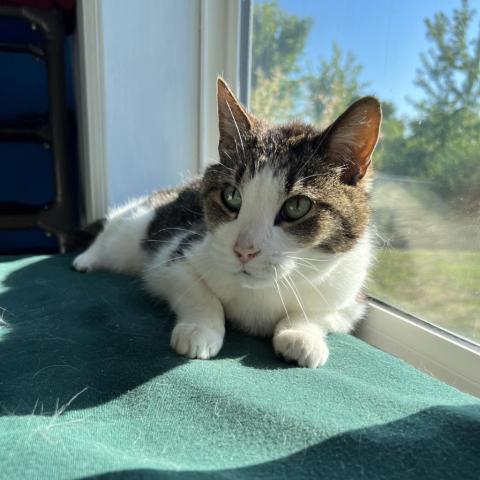 Noodles, an adoptable Domestic Short Hair in Milford, IA, 51351 | Photo Image 4