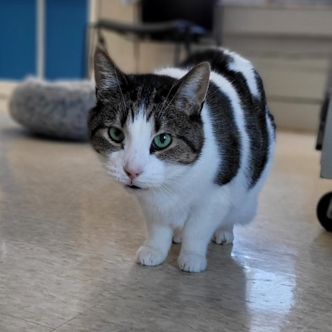 Noodles, an adoptable Domestic Short Hair in Milford, IA, 51351 | Photo Image 5