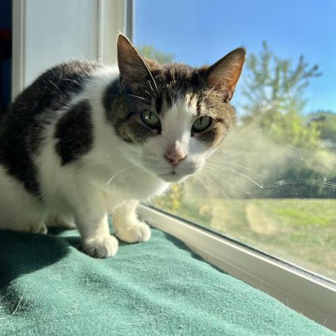 Noodles, an adoptable Domestic Short Hair in Milford, IA, 51351 | Photo Image 5