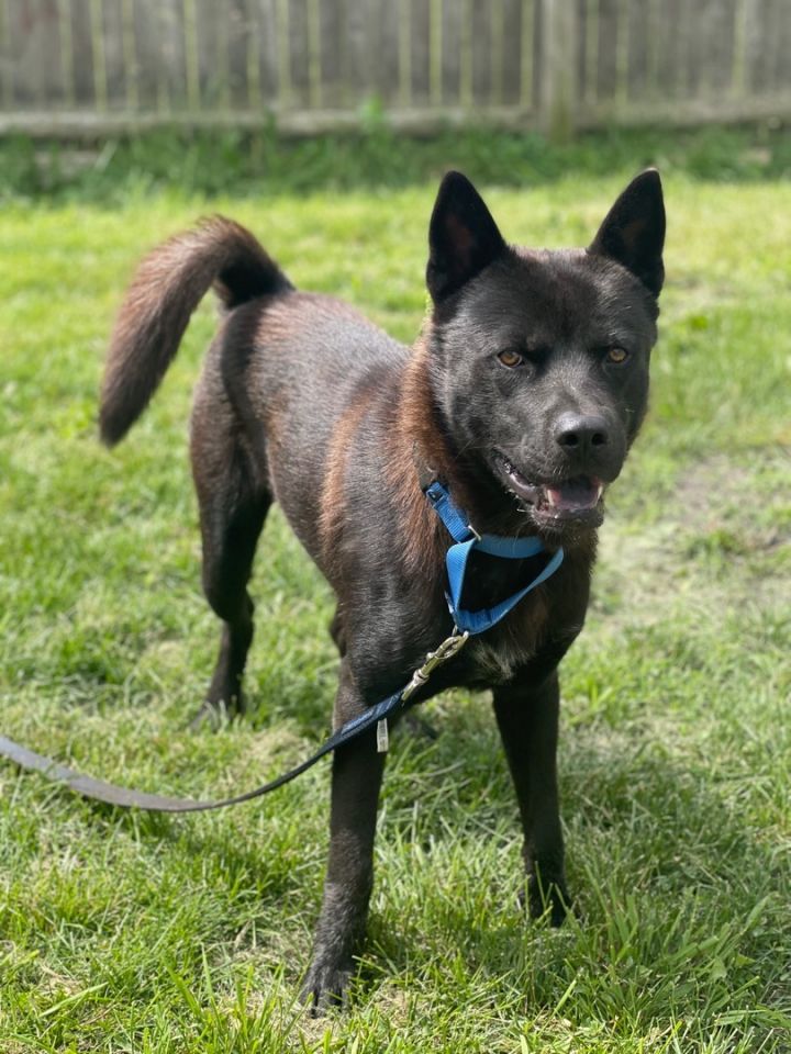 Zeus, an adopted Chow Chow & Akita Mix in Oswego, IL_image-2