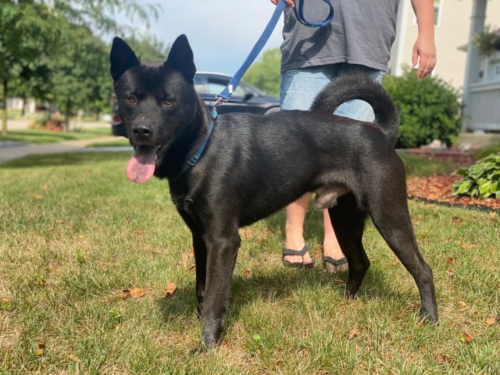 Zeus, an adopted Chow Chow & Akita Mix in Oswego, IL_image-1