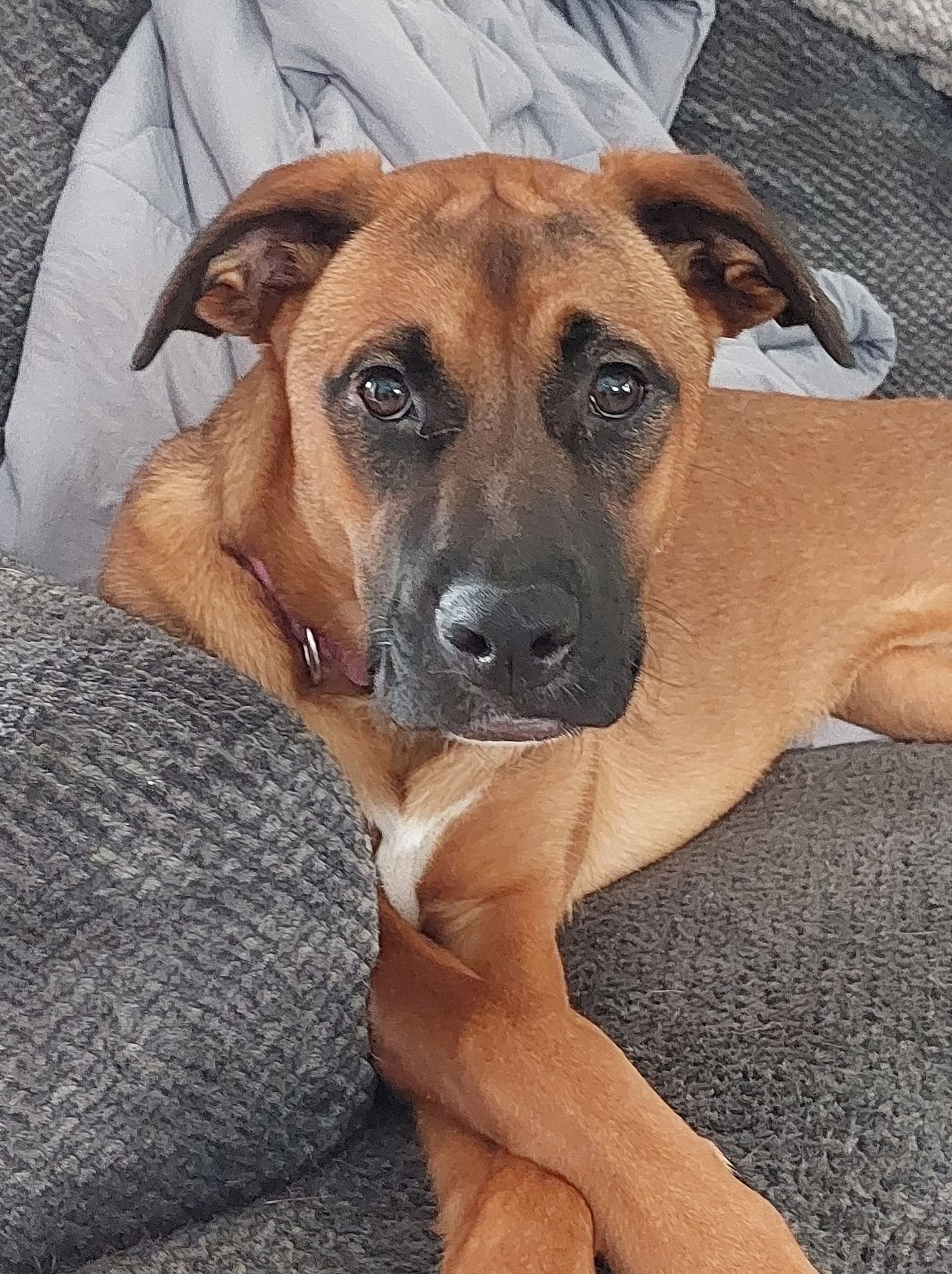 Boxer shepherd mix store puppies for sale