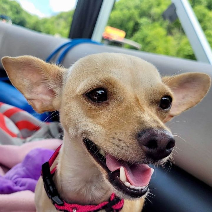 Rose, an adopted Chihuahua in Bethel, CT_image-2