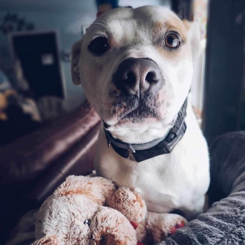 Julien, an adoptable Pit Bull Terrier in Spring Hill, KS, 66083 | Photo Image 1