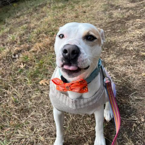 Julien, an adoptable Pit Bull Terrier in Spring Hill, KS, 66083 | Photo Image 2